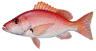 Saltwater Fish Images